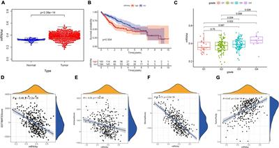 Immunological Value of Prognostic Signature Based on Cancer Stem Cell Characteristics in Hepatocellular Carcinoma